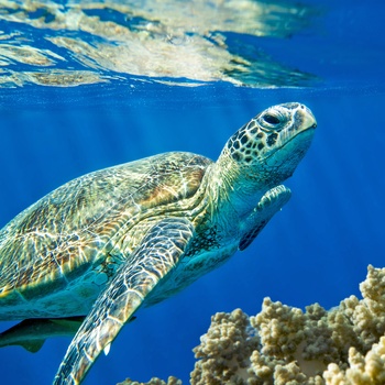 Skildpadde ved Great Barrier Reef